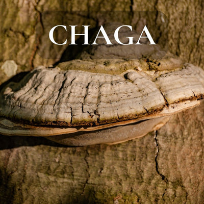 Chaga Mushroom: A Fascinating Fungus with Health Benefits