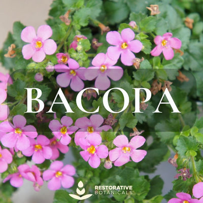 Bacopa: The Ancient Herb for Modern Health
