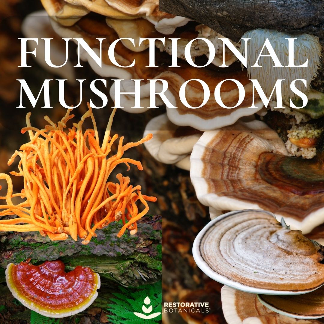 Functional Mushrooms – A Deep Dive into Nature’s Healing Fungi