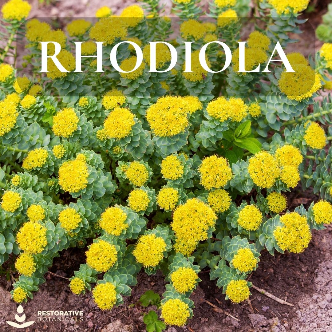 Rhodiola: Nature's Secret for Boosting Cognitive Function